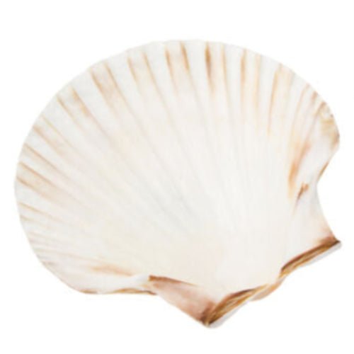 Concha Natural Batismo 11x12cm - PapelojaPapeloja